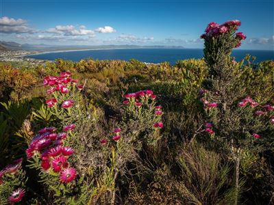 Fernkloof Naturreservat